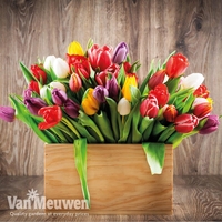 Tulip 