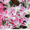 Tulip 