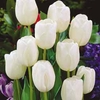 Tulip 
