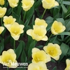 Tulip 