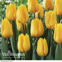 Tulip 