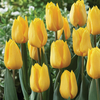 Tulip 