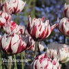 Tulipa 
