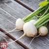 Turnip 