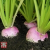 Turnip 