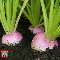 Turnip 