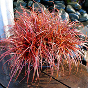 Uncinia rubra 