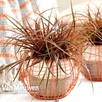 Uncinia rubra 