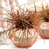 Uncinia rubra 
