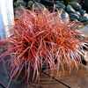 Uncinia rubra 
