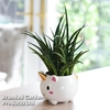Unicorn Pot with Sanseviera 