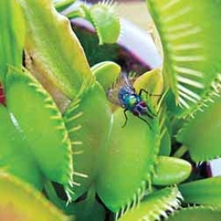 Venus Fly Trap - 2 Venus fly trap plants in 9cm pots