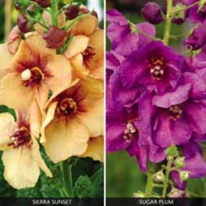 Verbascum Collection - 2 plug plants - 1 of each variety