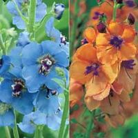 Verbascum Collection - 6 plants in 7cm pots