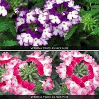 Verbena Twice as Nice Collection - 10 plug plants - 5 of each variety