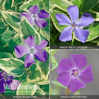 Vinca Collection