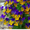 Viola 