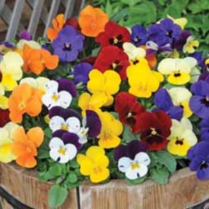 Viola 