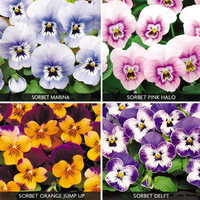 Viola 