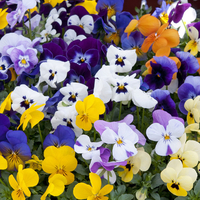 Viola 
