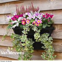 Wall Basket