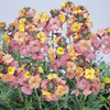 Wallflower Pastel Patchwork - 5 plug plants