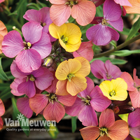 Wallflower 