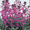 Wallflower 