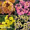 Wallflower Collection