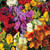 Wallflower 