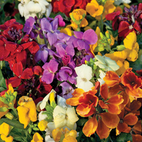 Wallflower 