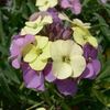 Wallflower 