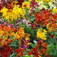 Wallflower 