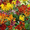 Wallflower 