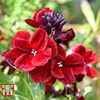 Wallflower 