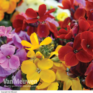 Wallflower 