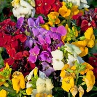 Wallflower 