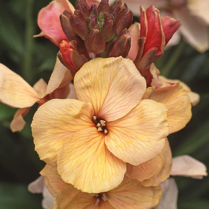 Wallflower 
