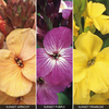 Wallflower 