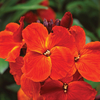 Wallflower 