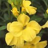 Wallflower 