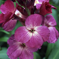 Wallflower 
