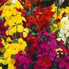 Wallflower 