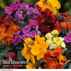Wallflower 
