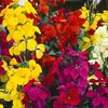 Wallflower 