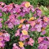 Wallflower 