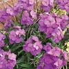 Wallflower 