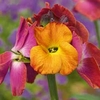 Wallflower 