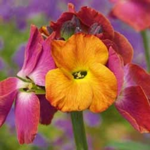 Wallflower 