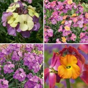 Wallflower 